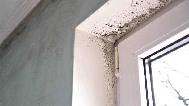 Best Office Mold Removal Services  in Piedmont, AL
