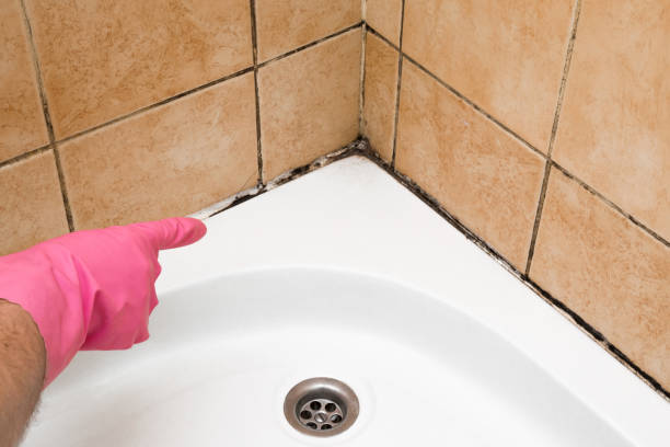 Best Professional Mold Removal  in Piedmont, AL
